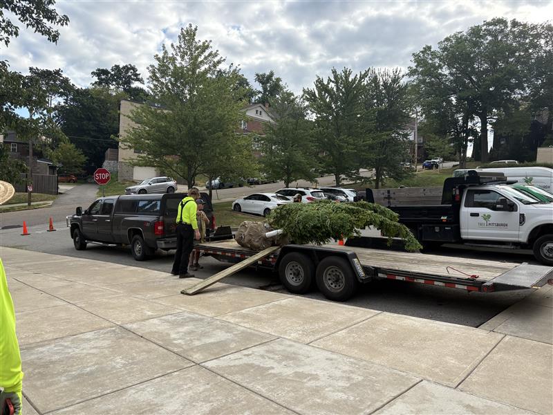 PGHController's tweet image. On Friday I joined volunteers with @PPSnews, @TreePgh  and @SquirrelHillMag to replant trees at the Allderdice Tree of Life Memorial. Thanks to everyone involved for helping to maintain this beautiful memorial to the 11 lives lost that day.