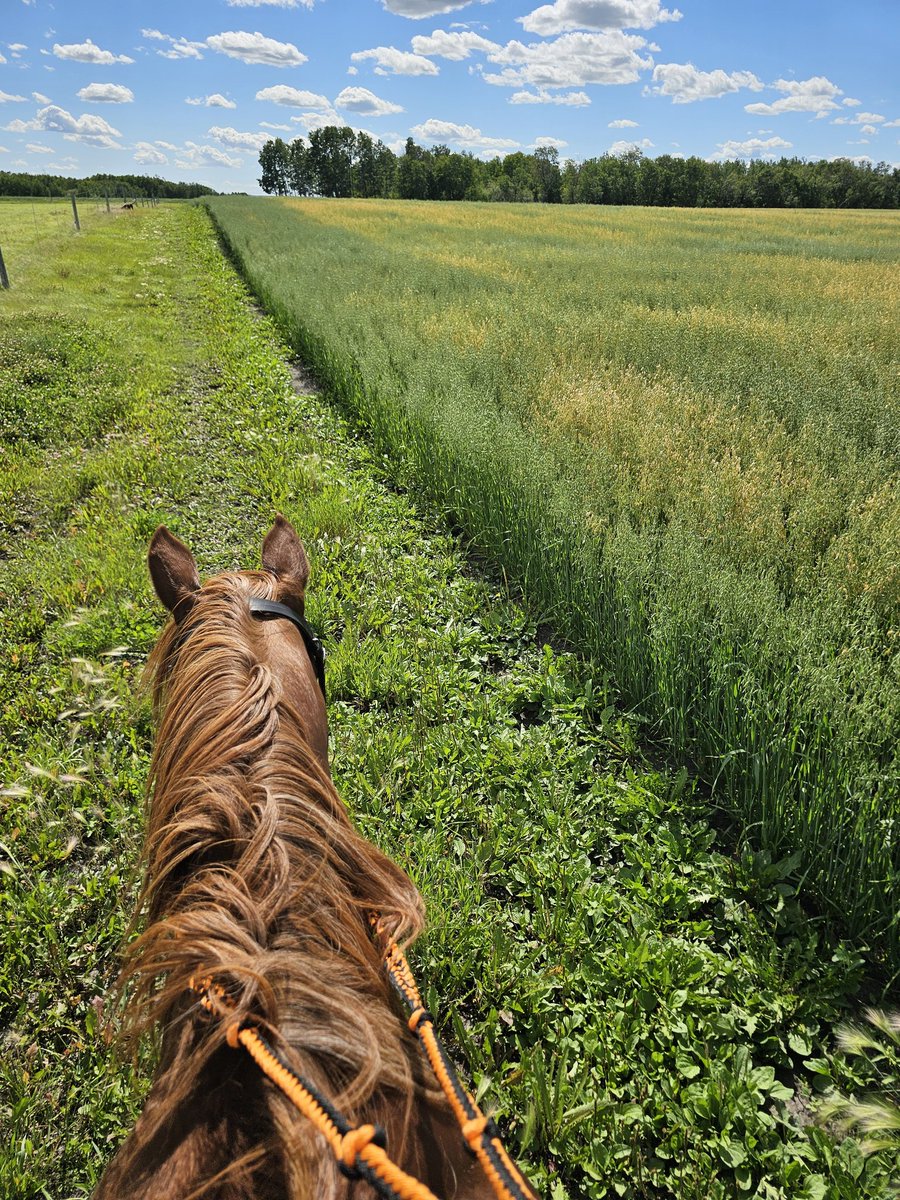 Looks like summer weather is here! One last hurrah before back to school!