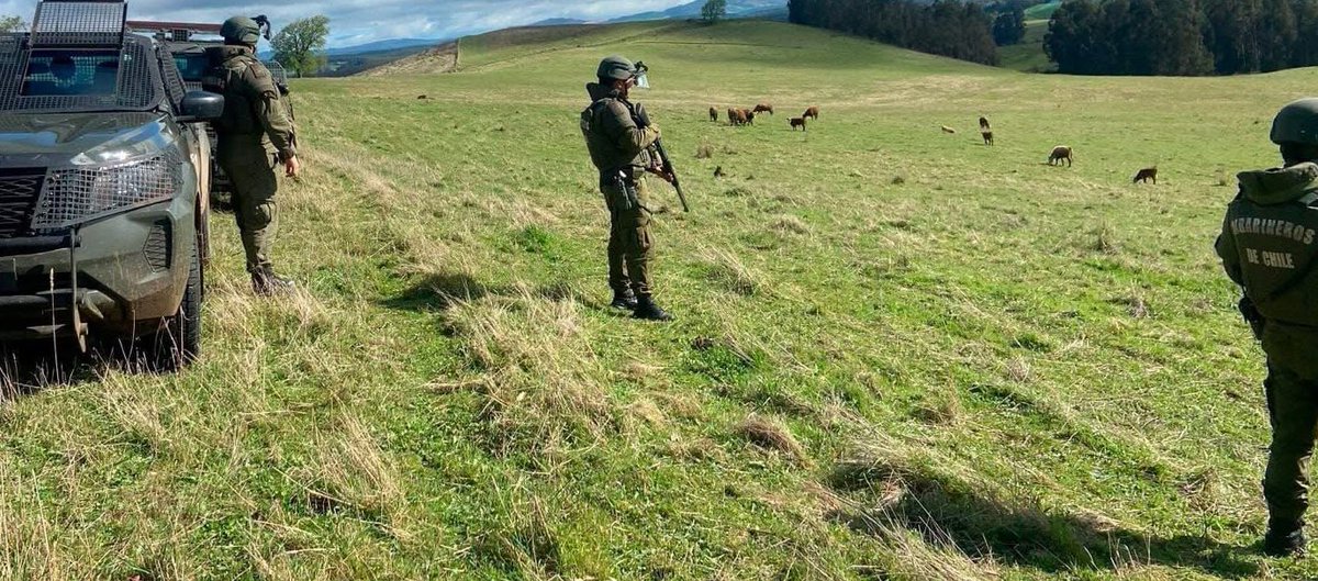 Informate111's tweet image. #TRAIGUÉN CARABINEROS RECUPERÓ 82 ANIMALES! Carabineros de 3ª Comisaría COP Malleco por #robo de 82 bovinos del sector el Fortín #Quechereguas con patrullajes blindados y vigilancias aéreas de dron lograron recuperar la totalidad de los animales y devolver a sus dueños #Seguridad