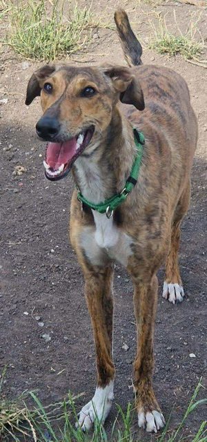 Mila is friendly, sociable, eager to learn, house-trained, and as pretty as she is petite (just 22 TTS and 18kg). Her unique way of showing joy? Hilarious "froglet" jumps where she springs into the air with all four paws off the ground – it’s pure joy to watch! #k9hour