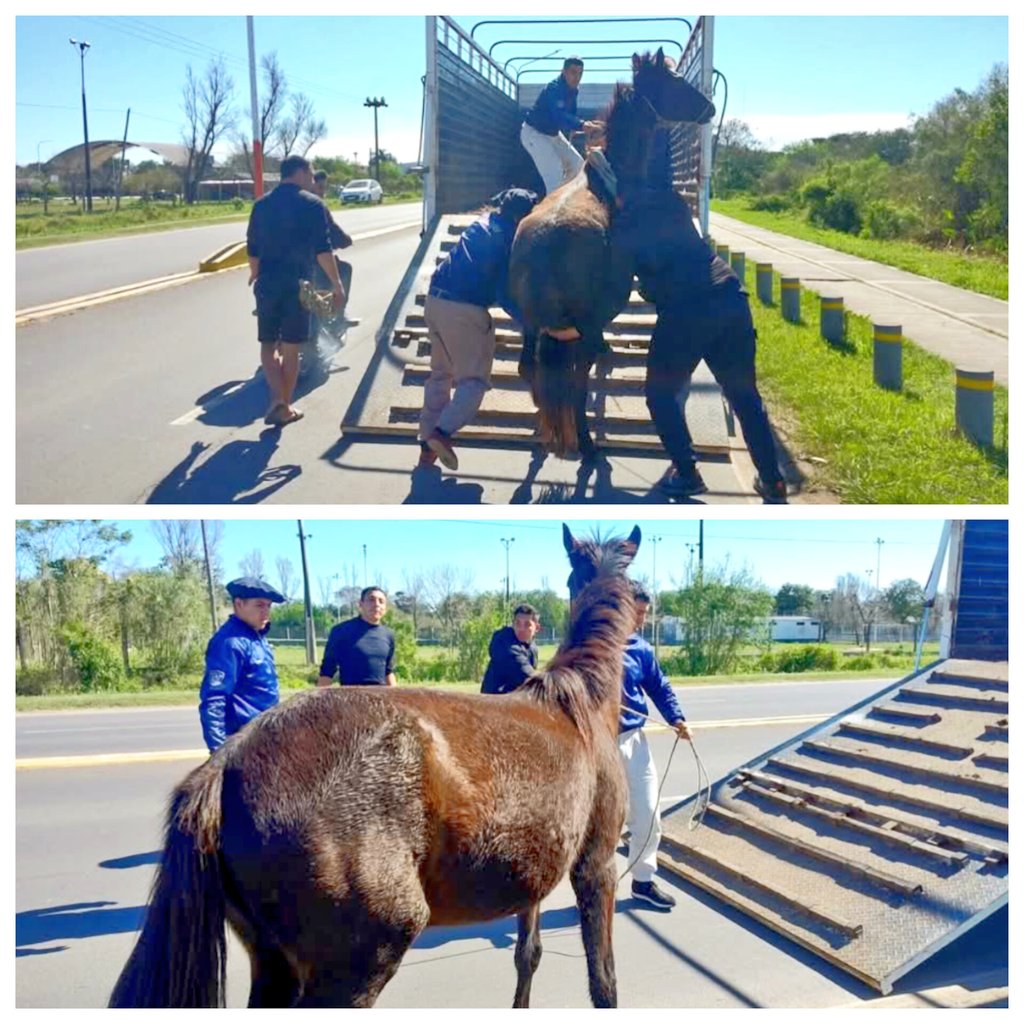 Como parte del plan integral de erradicación de la tracción a sangre y de animales rurales sueltos en la Ciudad, se desarrolló un nuevo operativo coordinado entre la <a href="/MuniResistencia/">Municipalidad de Resistencia</a> y la <a href="/PoliciaChaco/">Policía del Chaco</a>
 🐎🚫 <a href="/LeandroZdero/">Leandro Zdero</a> <a href="/roy_a_nikisch/">Roy Nikisch</a>