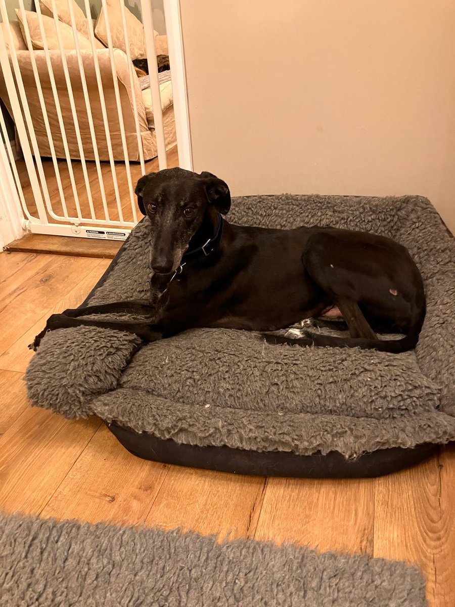 Seb is a happy, social dog who loves to run, play &amp; soak up affection. He enjoys the company of people &amp; will thrive in a home where he’s given time, patience, and love. He is 26kg &amp; estimated to be 2 years old #k9hour