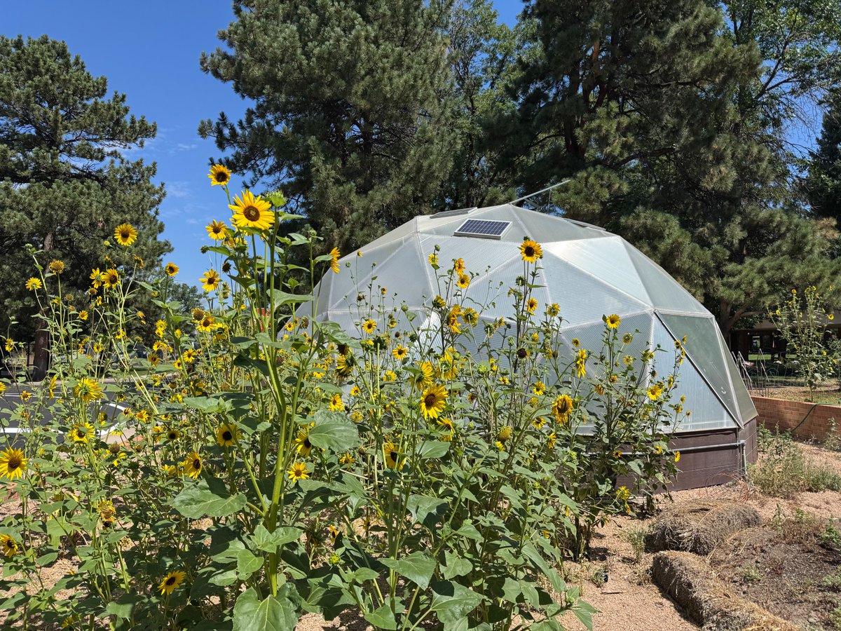 denveracademy's tweet image. Thanks to the dedication of a number of faculty and staff over the summer, our DA Greenhouse is looking great! Throughout the school year, students are able to enter the greenhouse with their teachers to plant seeds and water plants. 
#damustangs #learningthroughnature
