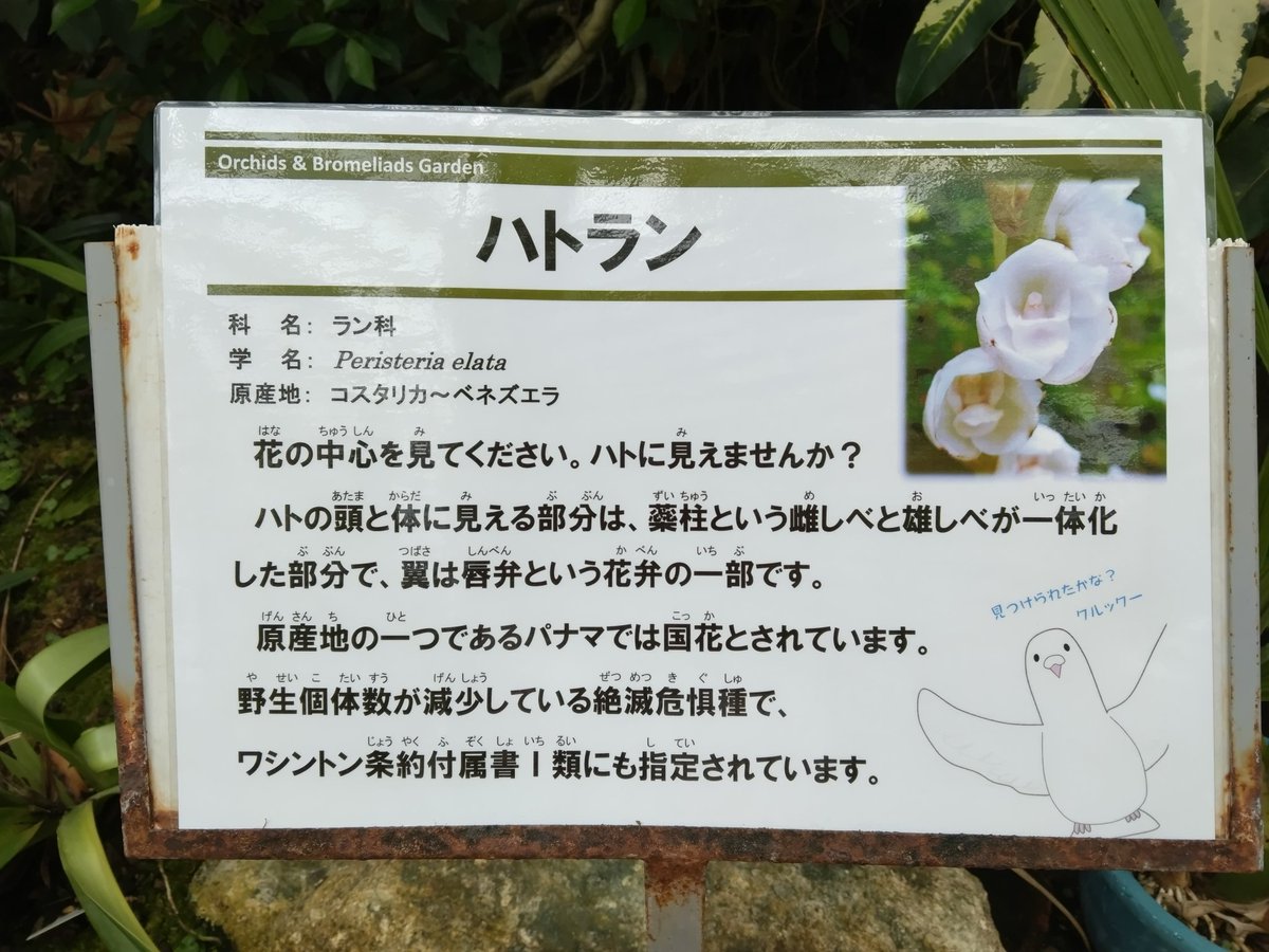 おはようございます

#京都府立植物園
温室

ハトラン

アップで見てね！👀
ちょこんと鳩ポッポさんがいますよ🕊️

皆様、今日もご安全に！
                                 (^0_0^)