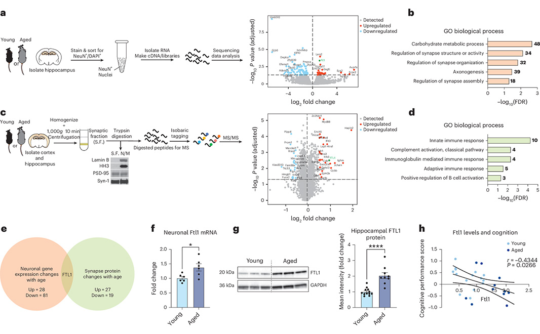 NaturePortfolio's tweet photo. A study in @NatureAging identifies ferritin light chain 1 (FTL1), an iron-associated protein, as a pro-aging neuronal factor that increases with age and promotes cognitive decline. Targeting FTL1 in the brain improved cognition in old mice. https://t.co/ZcTZn6EkQc https://t.co/J77Ap5KbcN