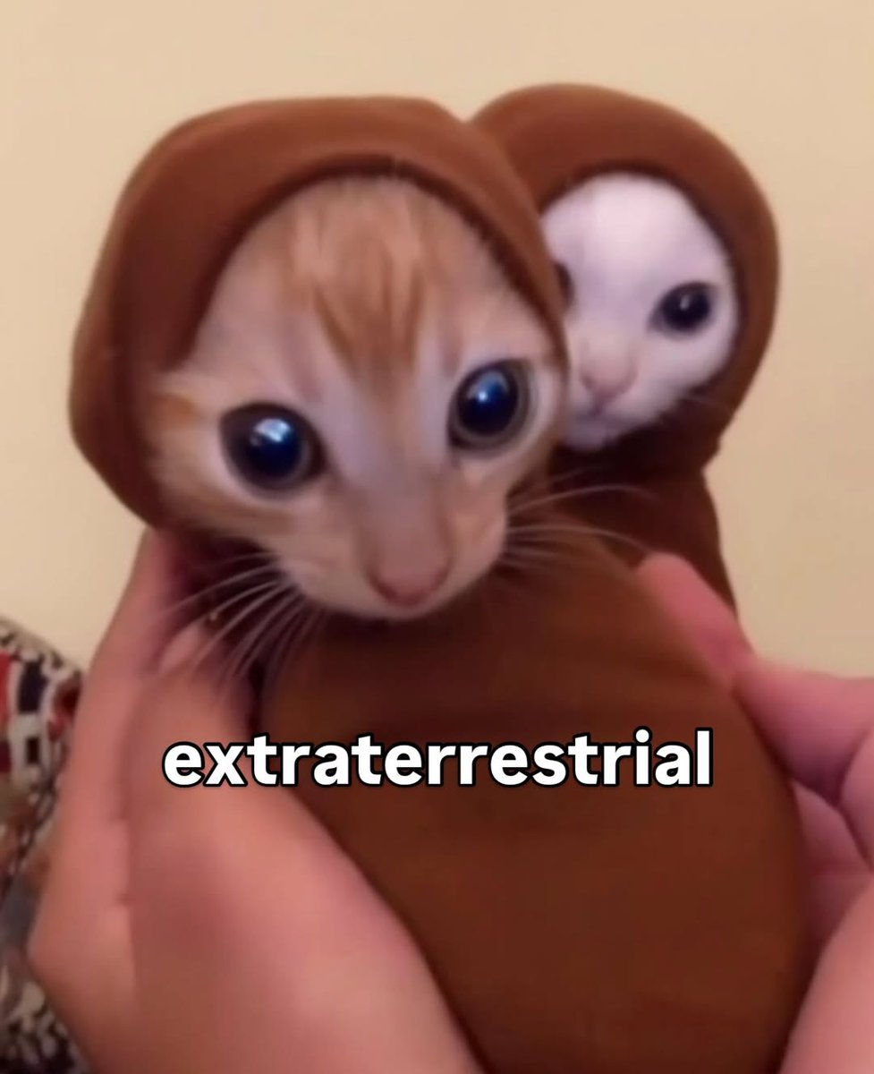 smol silly cat (@catsillyness) on Twitter photo 