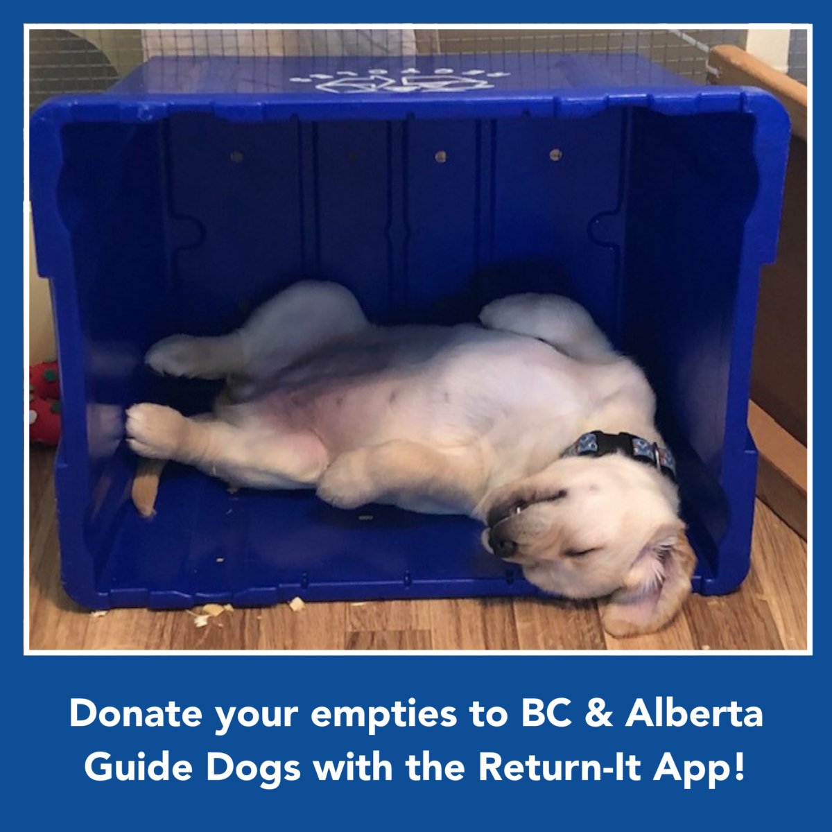 BC & Alberta Guide Dogs tweet media