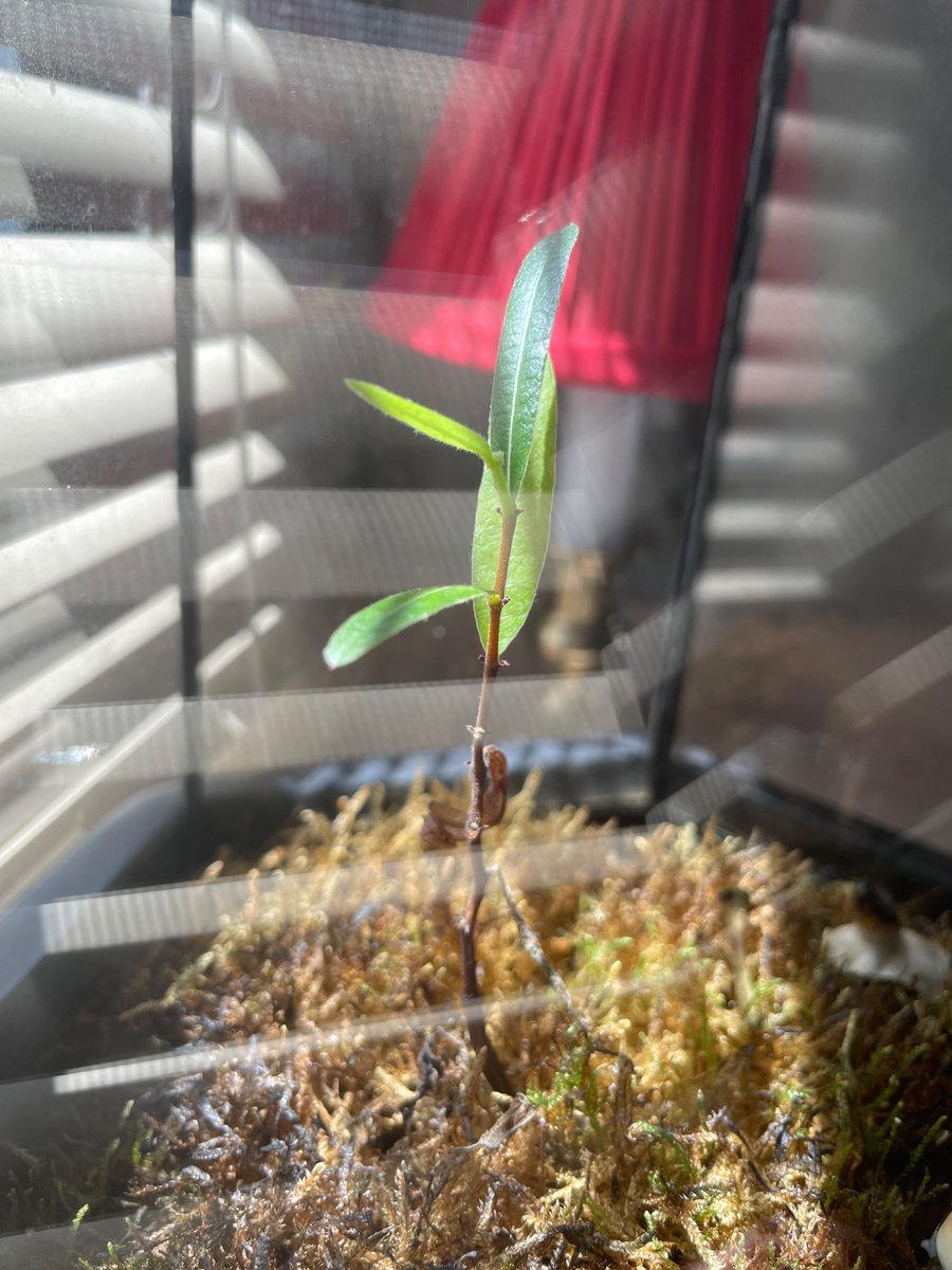 I cannot believe I’ve managed to grow a tree this slowly. 
  The other Queensland bottle seeds I sprouted and planted are over 2 feet tall.
This one is 4 inches.
And it still has no adult leaves.
