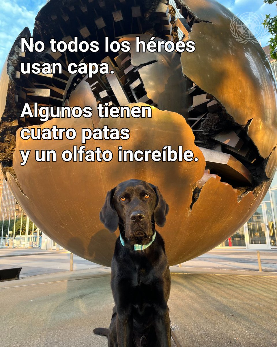ONU_es's tweet photo. No todos los héroes usan capa — algunos tienen cuatro patas y un olfato increíble. 🐾

En el #DíaDelPerro, celebramos a los que apoyan a la ONU: detectan explosivos, participan en desminado y brindan consuelo en zonas de crisis.

Les damos las gracias por su servicio. 💙 https://t.co/Q3Sj0FHsJF