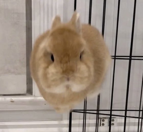 Bunnies's tweet photo. https://t.co/CUIqIKQObp