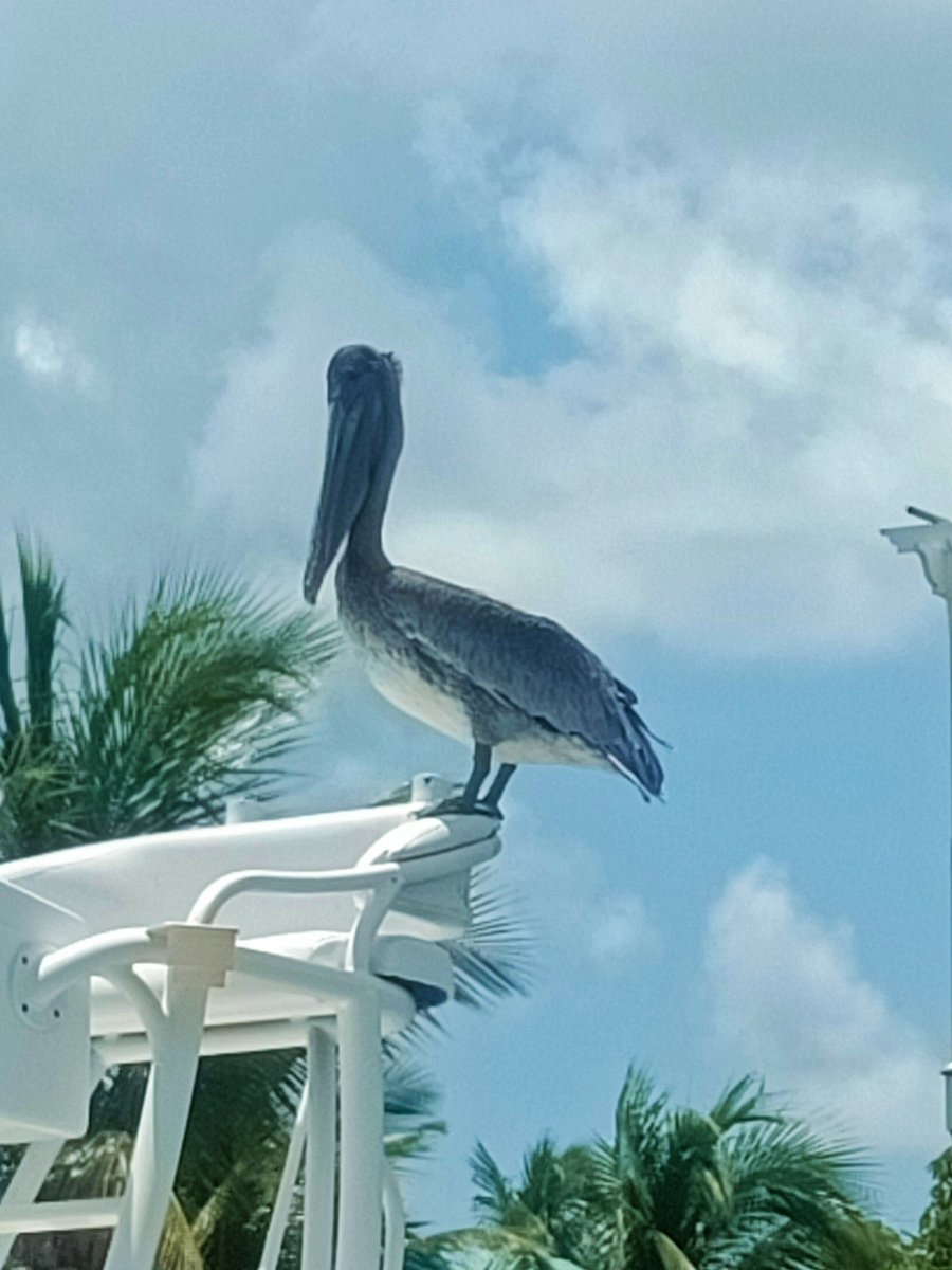 🇺🇲 𝗙𝗟𝗢𝗥𝗜𝗗𝗔 𝗦𝗔𝗧 ²⁰²⁵
👉🌐 𝗘𝗟𝟵𝟰
🏝️Knights Key #IOTA NA-062
▶️ August 24
▶️ 🛰️
AO-123 13h46 
<a href="/xe1evp/">XE1EVP Elmer</a>
▶️ August 25
▶️ 🛰️
AO-123 14h56
<a href="/xe1evp/">XE1EVP Elmer</a>
<a href="/xe1ET_Candy/">𝕩𝕖𝟙𝔼𝕋 ℂ𝕒𝕟𝕕𝕪 𝕋𝕫𝕦𝕜𝕚𝕟𝕠</a>
#WB5TX
<a href="/WD5GRW/">WD5GRW - Jim</a>
<a href="/WI5D_Steve/">CW Steve</a>
⚠️ LoTW : 𝗞𝗘𝟰𝗡𝗙

<a href="/GridMasterMap/">GridMasterMap</a> #AMSATRovers  #Florida #KE4NF #SatPortable