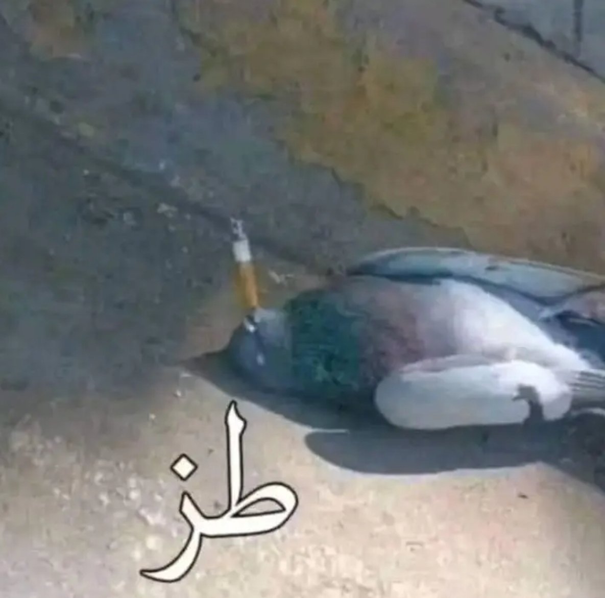 ف السيشن و التاسك اللي مش راضي يخلص