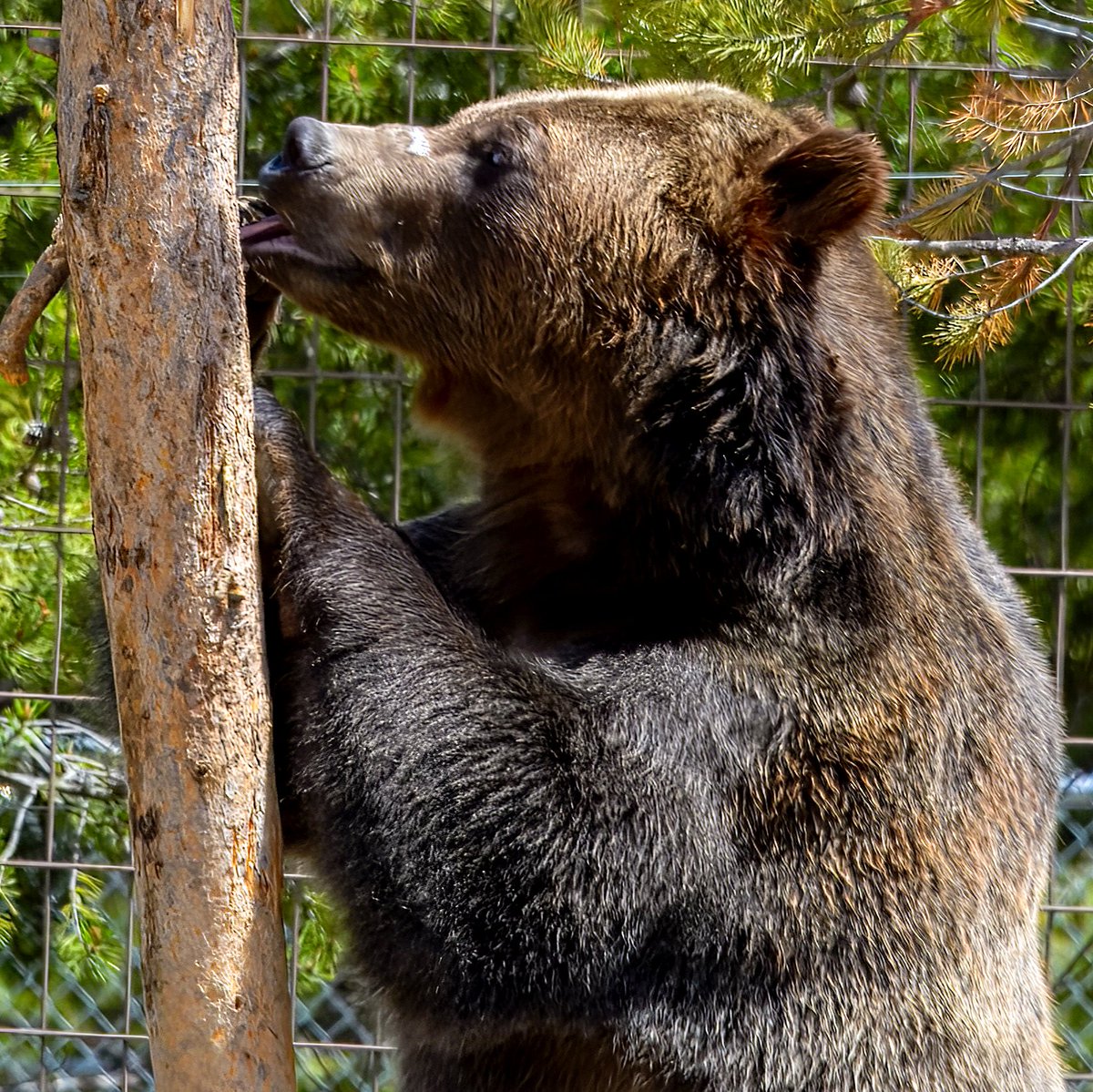 Jeanette199's tweet photo. Adventures through Photography: Visiting AZA Accredited Grizzly and Wolf Disco... https://t.co/vWjghU5KcH

#GWDC #Grizzlyandwolfdiscoverycenter #wolf #groundsquirrel #squirrel #nature #naturephotography #animals #animalrescue #travelphotography #montana #yellowstone #grizzly https://t.co/cBP6mER2Fp