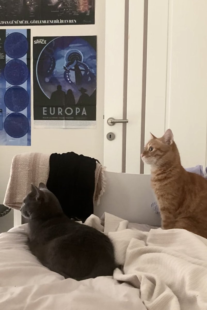 şu memelerde kullanılan kediler benim aile evimdeki kedilerime benziyorlar😭