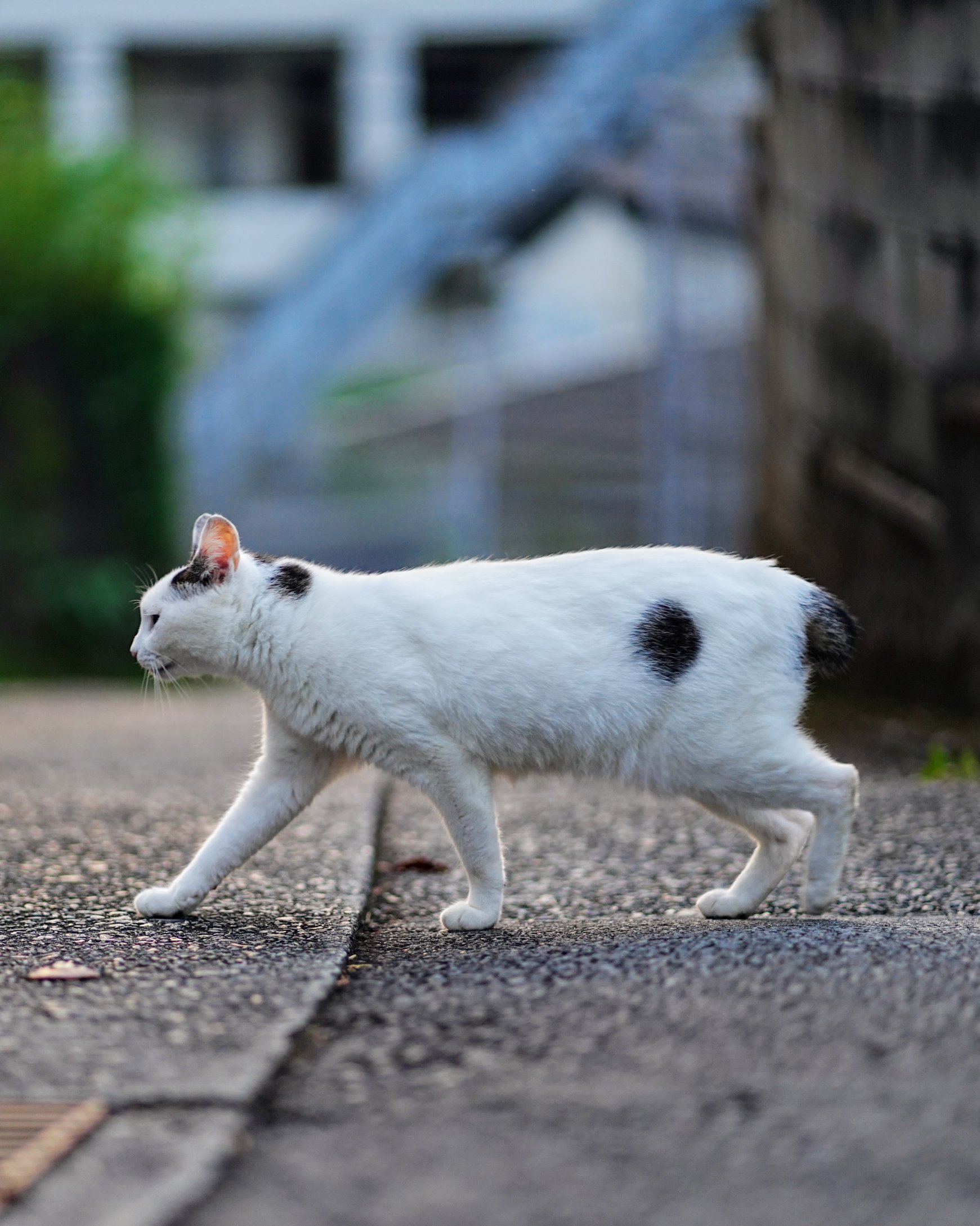 Obagi - ゆきねこ さんぽねこのゆきちゃん on X: 