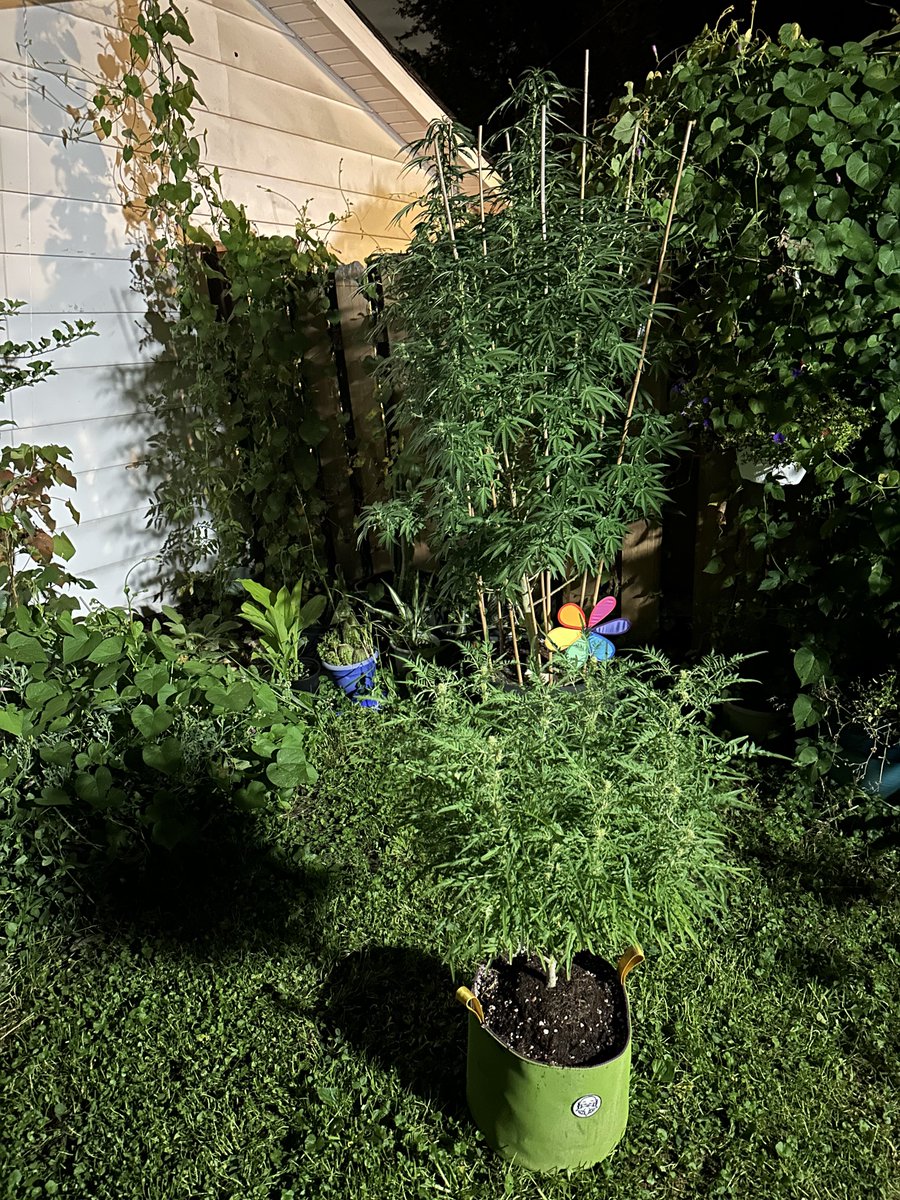 Something that I like about growing outdoors is trying new things for the experience.

This year I have a motion activated light. People ask every year if having a dog usually with motion activated lights would affect their plants. So I am just observing for funzies