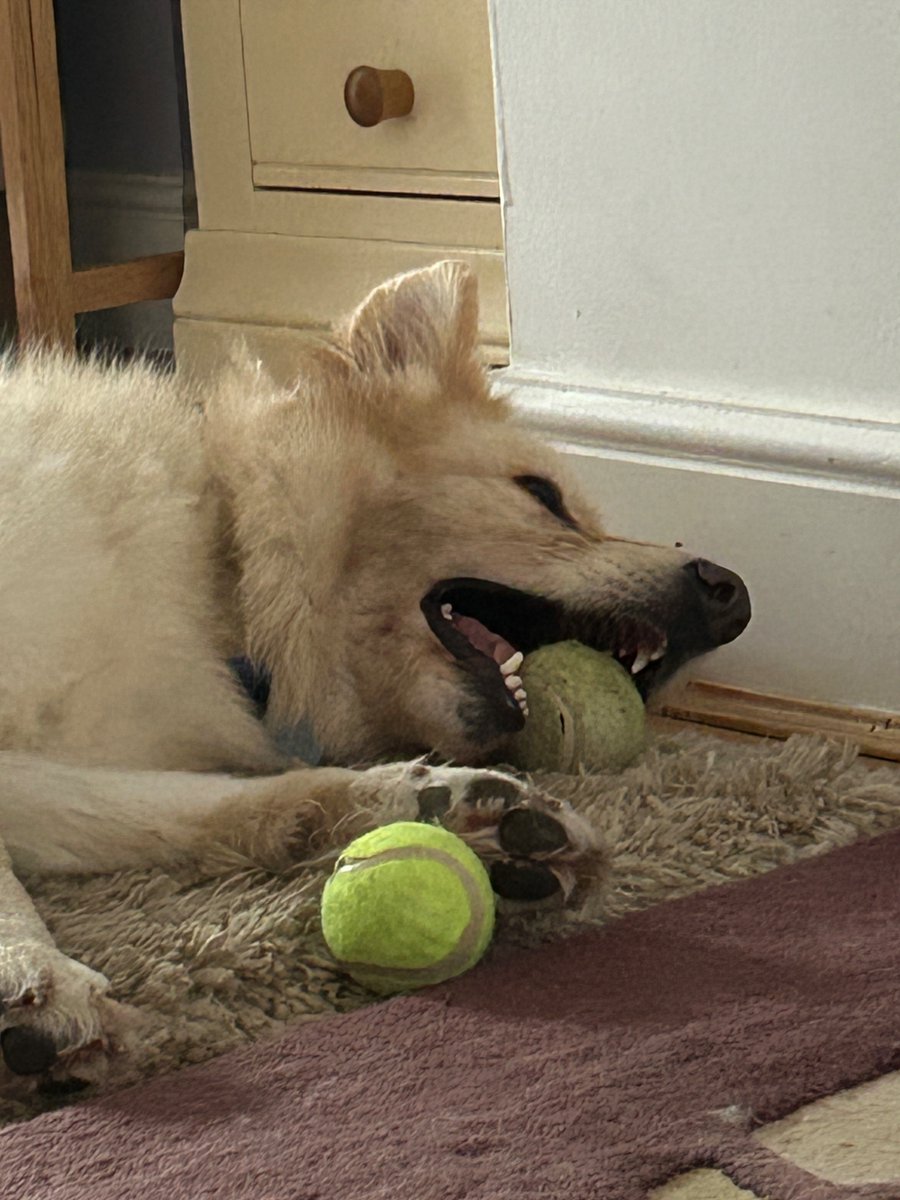 boatypat's tweet image. Chilling #tennisballs #gsd #dogsontwitter
