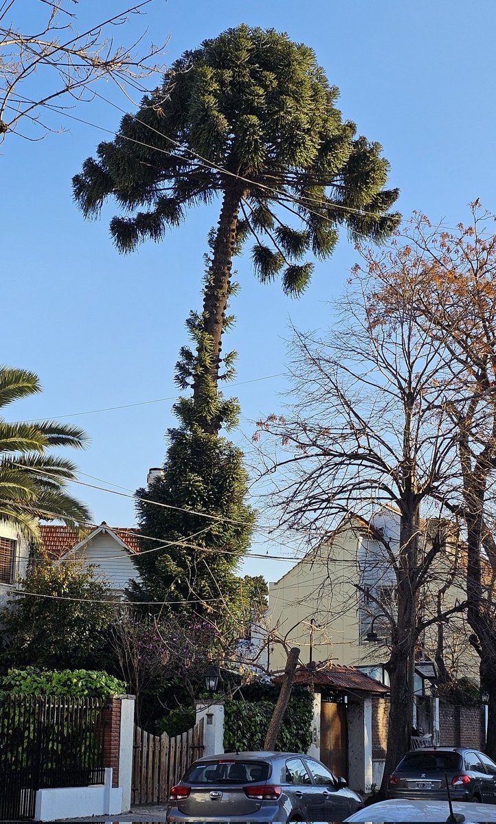M C L S (@marianoclopez) on Twitter photo Alguien que sepa de árboles. Este ejemplar de Araucaria está visiblemente inclinado y mide unos 30 a 35 metros
La araucaria es un árbol que tiene bastante sustento, de todas formas no deja de ser un peligro. Qué se puede hacer para que no haya una tragedia?
<a href="/soledadmartinez/">Sole Martinez</a> Alguien que sepa de árboles. Este ejemplar de Araucaria está visiblemente inclinado y mide unos 30 a 35 metros
La araucaria es un árbol que tiene bastante sustento, de todas formas no deja de ser un peligro. Qué se puede hacer para que no haya una tragedia?
<a href="/soledadmartinez/">Sole Martinez</a>