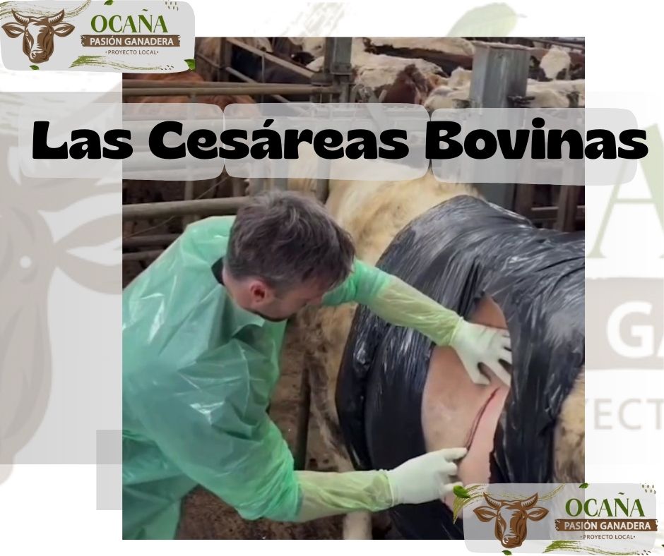 La cesárea bovina es una solución vital cuando el parto natural pone en riesgo a la vaca o al ternero.🐮🩺💉
#CesáreaBovina
#SaludAnimal
#BienestarAnimal
#GanaderíaResponsable
<a href="/Fedegan/">FEDEGAN</a> 
<a href="/jflafaurie/">José Félix Lafaurie</a> 
<a href="/PL_TAME/">Tame Pasión Ganadera</a> 
<a href="/PlArauca/">Pasión Ganadera-PLARAUCA</a> 
<a href="/puerto_pl/">PUERTO LOPEZ PASIÒN GANADERA</a>