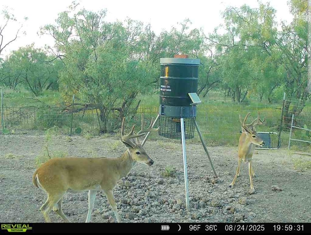 These two show up 24 hours after setting up the camera. They'll be fun to watch for the next couple of months.🤞
