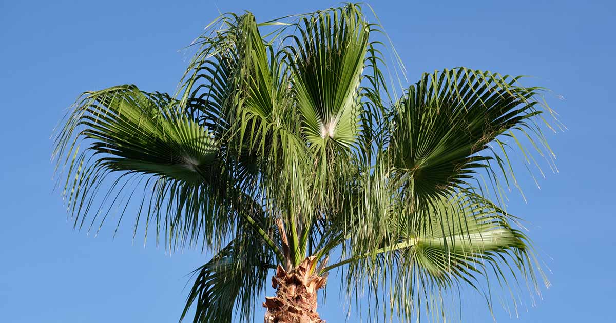 Gardeners_Path_'s tweet image. How to Grow and Care for Mexican Fan Palms - One of the largest palms in horticulture, Mexican fan palm is resilient and versatile. Learn to grow this giant among palms in this guide on Gardener&apos;s Path. #palmtrees #gardeningtips gardenerspath.com/plants/landsca…