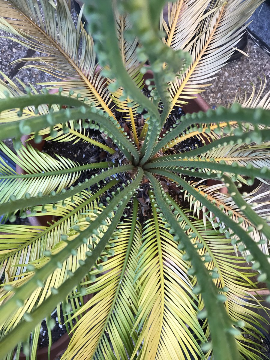PygmyCreative's tweet image. Lots of new growth on the Cycas revoluta Cycad. Amazing to think that these plants were around at the time of the dinosaurs #GardensHour