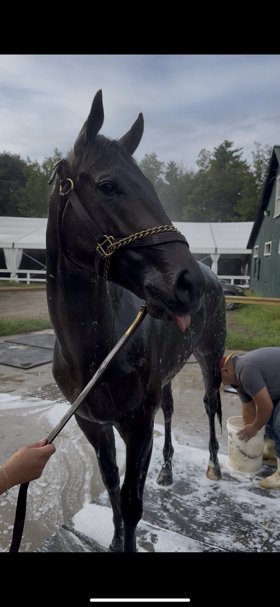 Sandman &amp; Curtain Call getting ready to run this week while Ewing rests up from the Saratoga Special.. the boys are feeling great 🐎💨