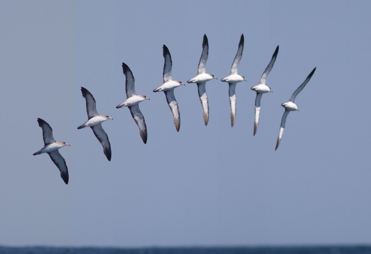 dhitchcox's tweet image. We looked closely for Scopoli’s Shearwaters on the Cashes Ledge (Maine) trip on Saturday, but couldn’t find any. Here’s a fun composite of a Cory’s banking, showing how dark (or light) p10 can look as the sun hits it.