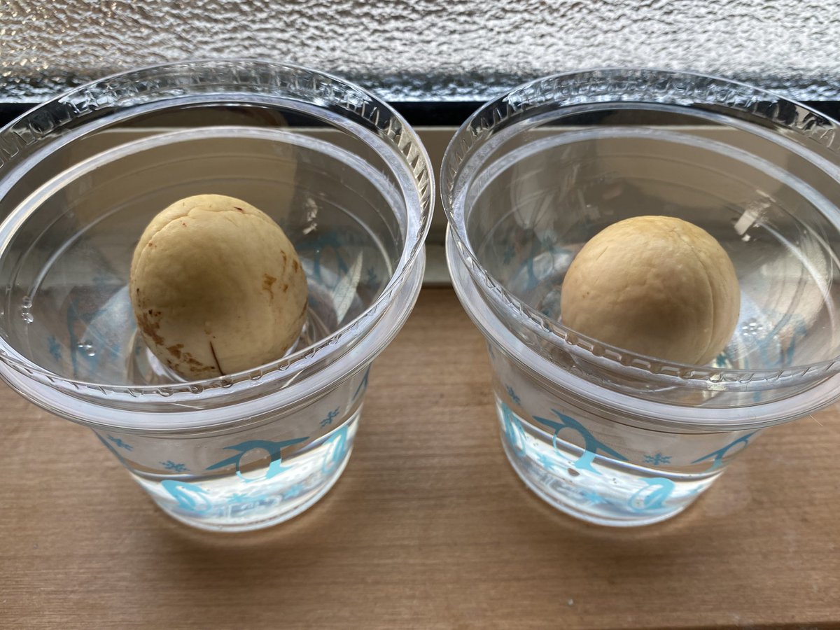 アボカドを水耕栽培中。
ゆくゆくは盆栽仕立てにしようかと考え中。