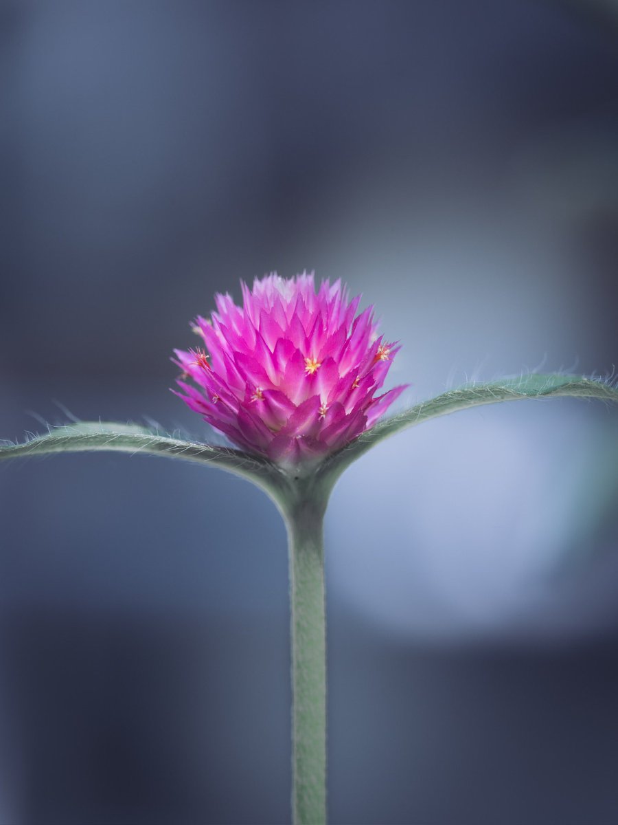 *うー様 ご相談ページ* Post by はるきさん＠🍊本家だよ🍑 on X: うーん、様式美