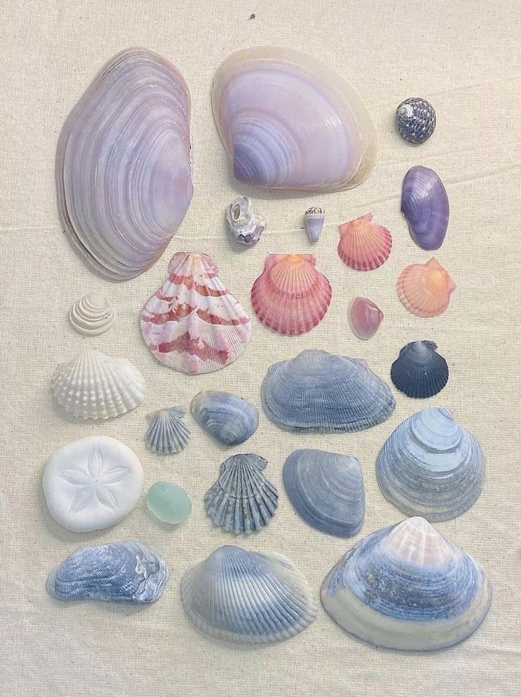 sea shell
