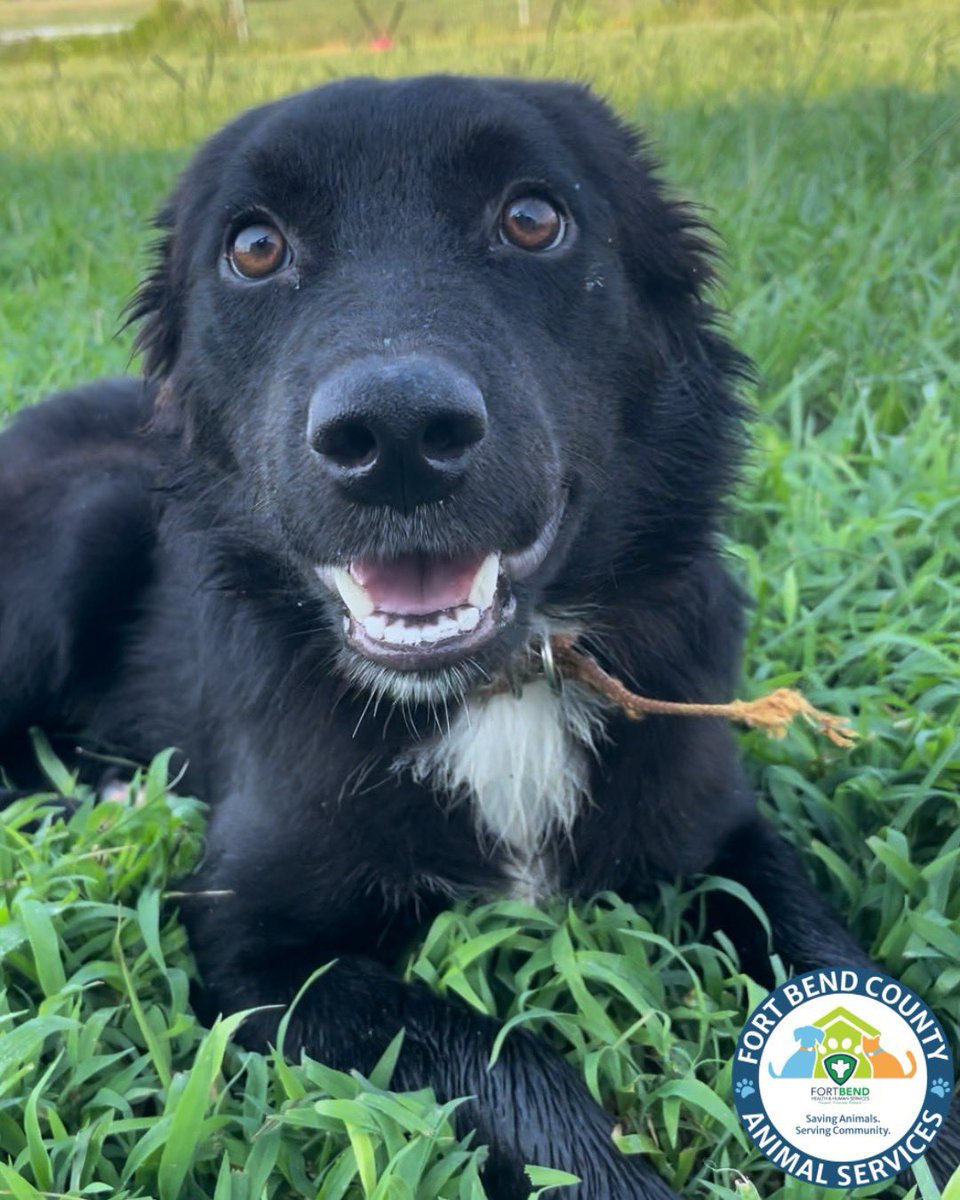 😍 Braxton - A050584 😍

Patience is a virtue - and with Braxton it’s also the key to seeing a timid soul blossom into a devoted companion! 

Braxton is a sweet boy who’s still learning that the world is a safe place. In his kennel, he tends to huddle quietly at the back,