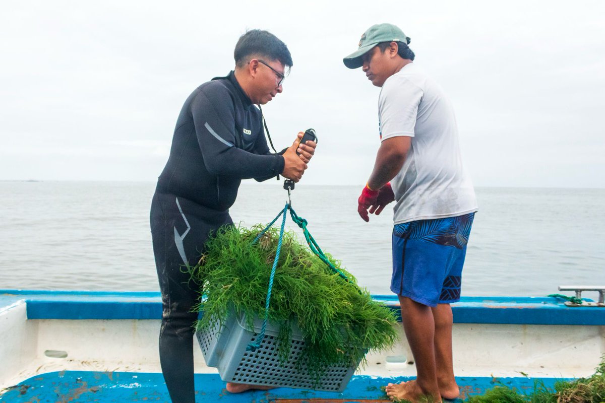 🌊🇪🇨 #MacroalgasEnEcuador 🌱
La diversificación con macroalgas representa una gran oportunidad. La #FAO publicó un libro clave, resultado del trabajo de expertos internacionales y el equipo FAO.
acortar.link/kw2MKk