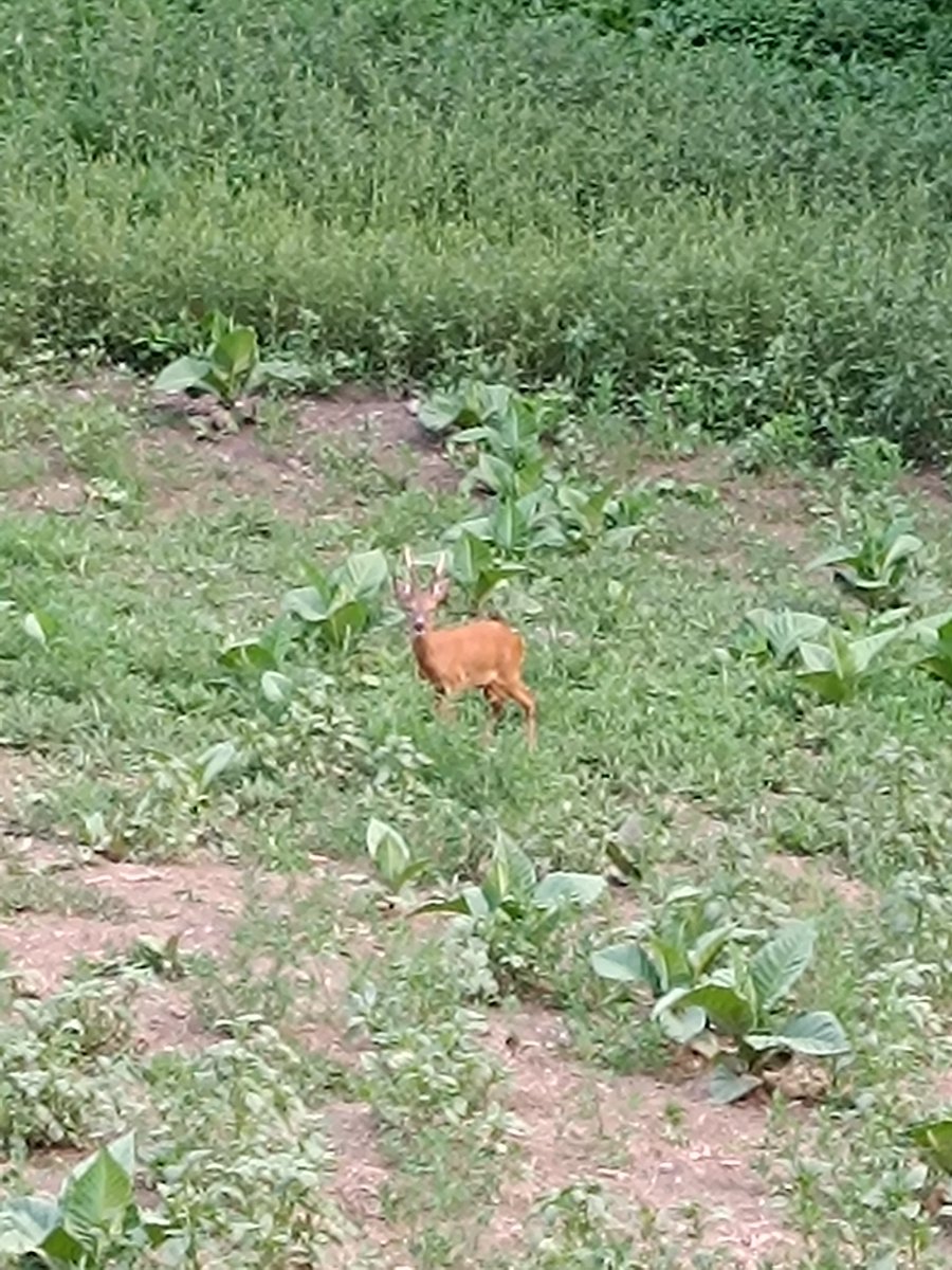 Passejant per la tarda! 
#animalons #lamassana #andorra #afterwork