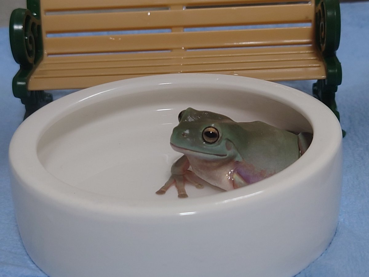 ｱｻﾌﾞﾛｰ