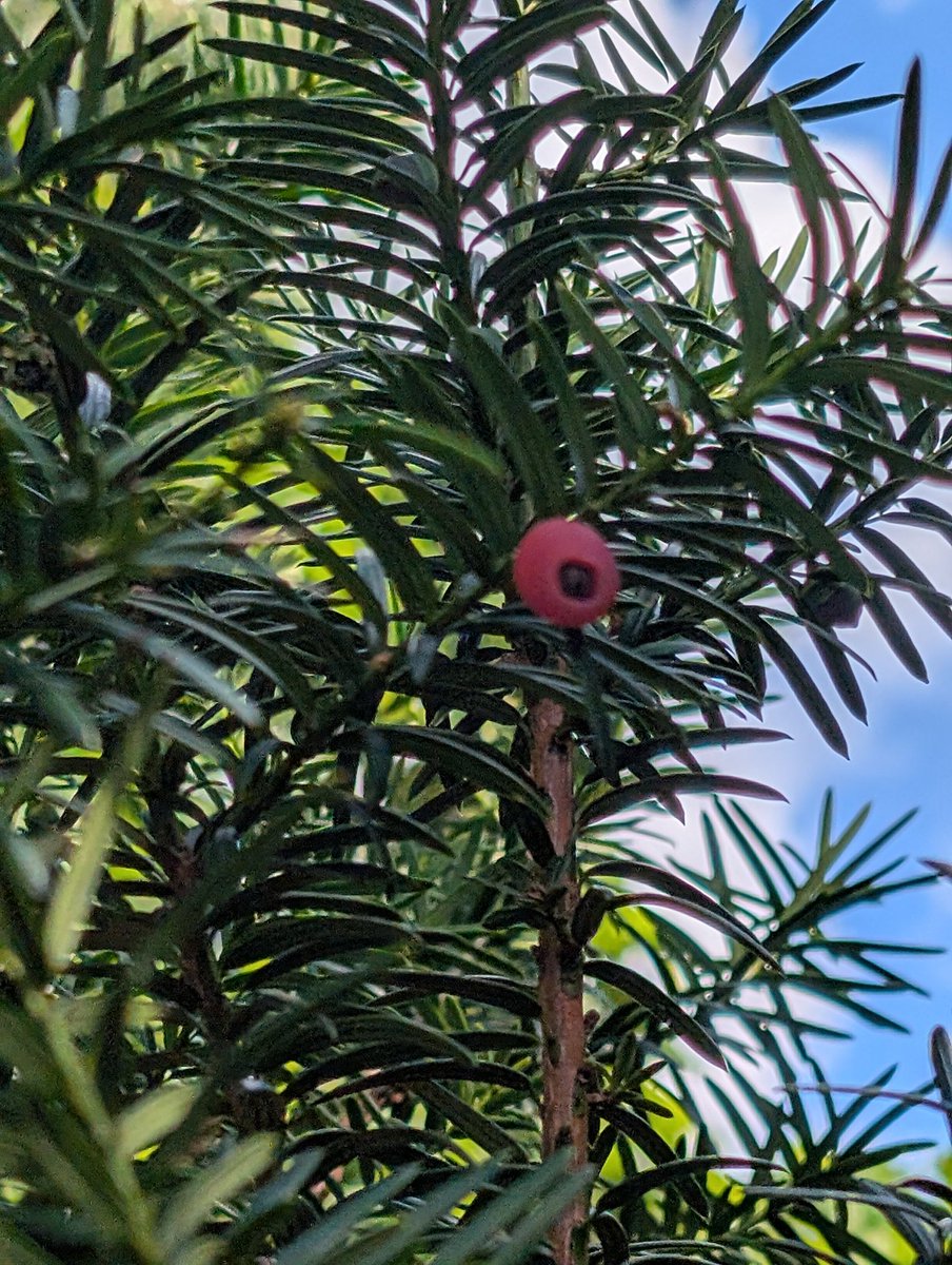 Behold the vibrant beauty of nature! Check out this stunning yew berry nestled among lush green needles. Nature's artwork at its finest!  #NatureLovers #YewBerry #Wildlife #BeautyInNature What do you think?