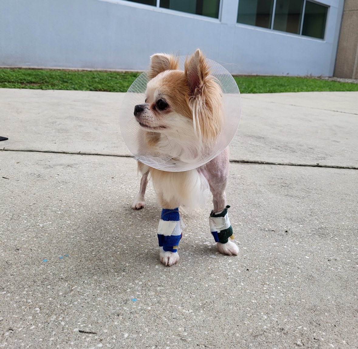 AnnaBanana tweet media