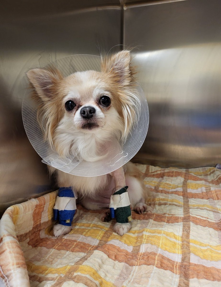 AnnaBanana tweet media