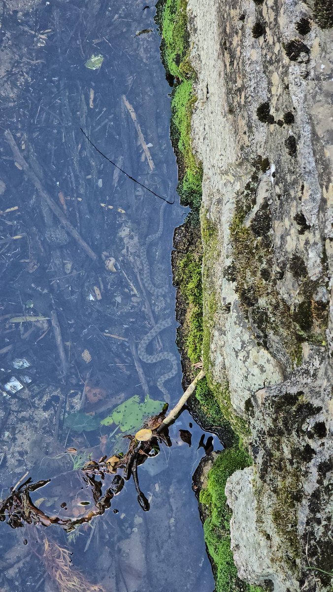 Nothing to see here. Just a snake under the water pretending to be invisible.