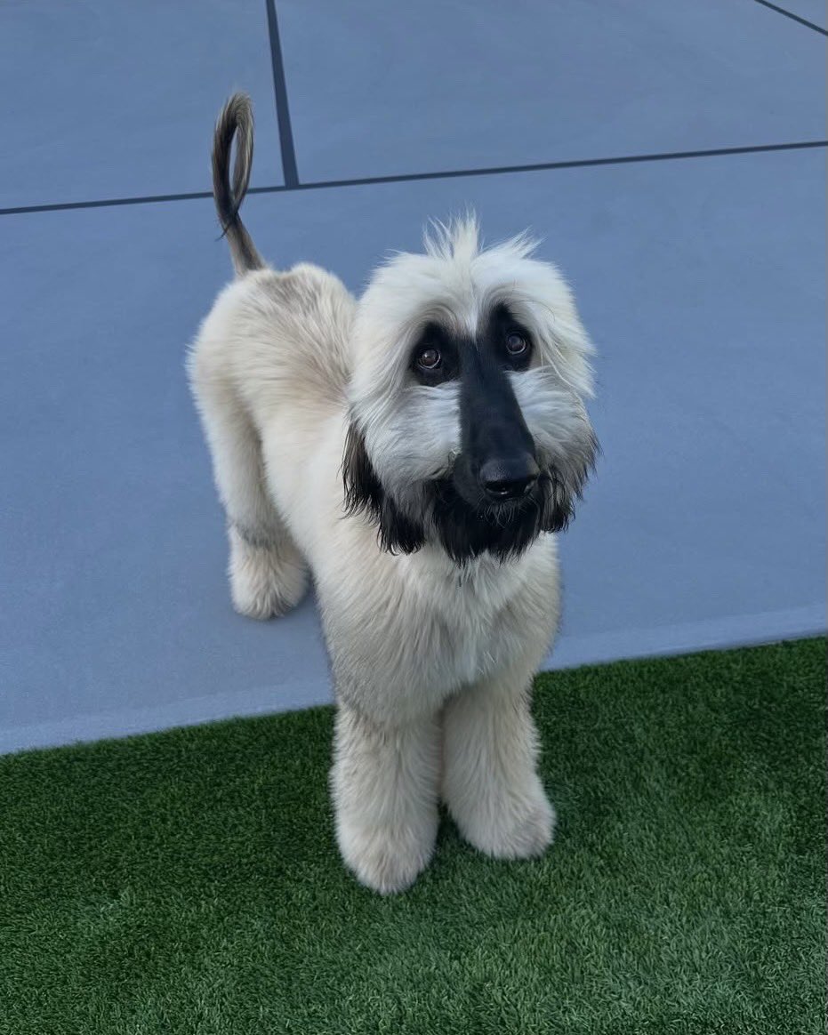 We only rate dogs. This is an albino Snuffleupagus. Please have some respect for this institution and only send dogs. Thank you… 13/10