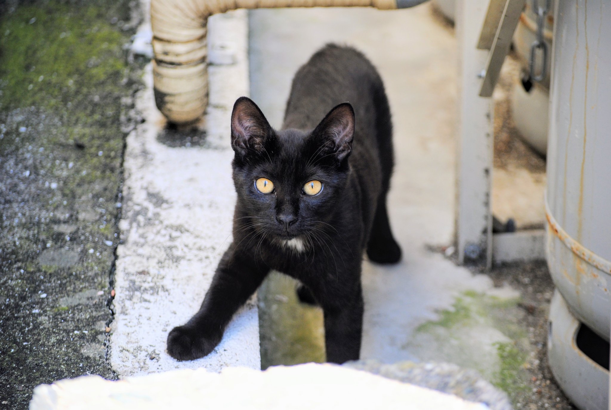 黒猫様♡ありがとうございます♡ なんて格好…笑