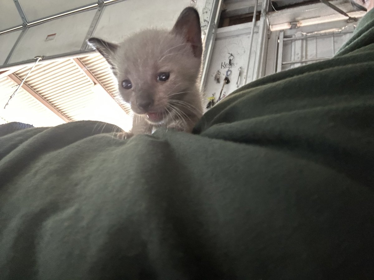 TheChris67's tweet photo. Found this bb at work in the back,, 🥹what do I name her? https://t.co/DhrtbpRsyu
