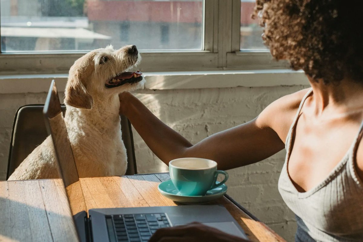 AIA Trust is excited to partner with #SpotPetInsurance—bringing exclusive savings and peace of mind to AIA members and their pets - theaiatrust.com/insurance/pet-…