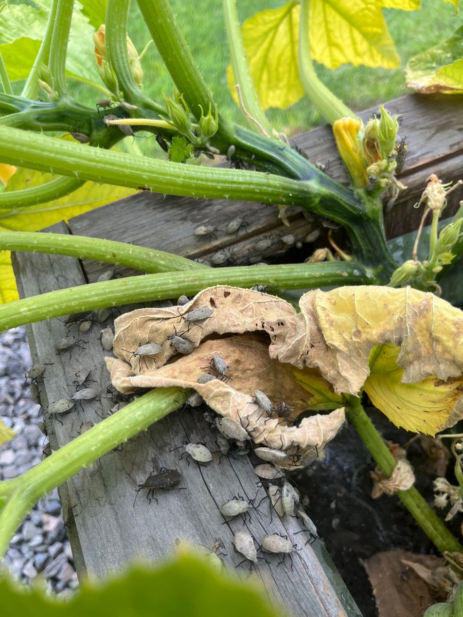 I don’t think I’m very good at this organic gardening thing