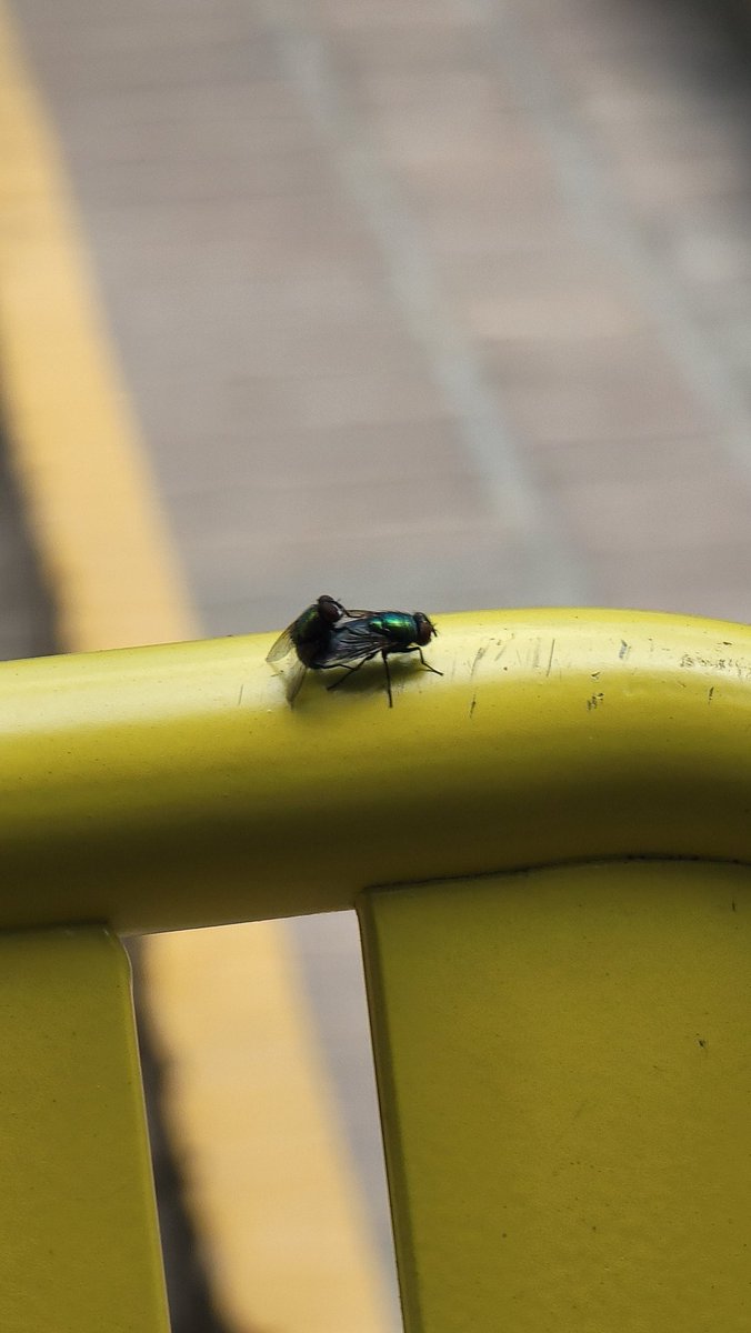I WENT TO EAT MY DELICIOUS MEAL AND THESE TWO FLIES LANDED IN FRONT OF ME TO FUCK??? RIGHT IN FRONT OF MY MATCHA???