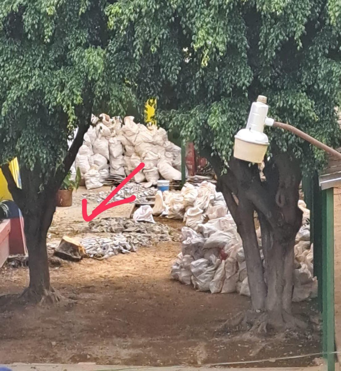 LDexoco's tweet image. San Felipe 36 (Ludoteca Canica de la @SEP_mx ) en Xoco están derribando árboles saludables ¿Cómo puede ser que la SEP (gobierno) se porta peor o igual que los privados que alguna vez tuvo que multar por los mismos delitos contra el medioambiente y la comunidad de Xoco?