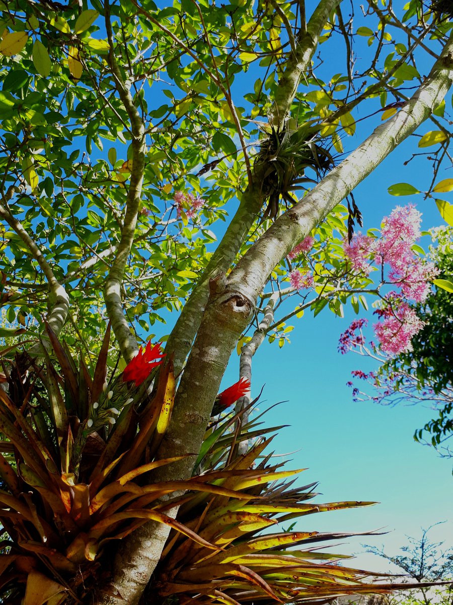 Disfrutando los últimos días de verano en #Quito.

#guzmania monostachia

#plantasnativas #arupo #tillandsia #airplants #landscaping