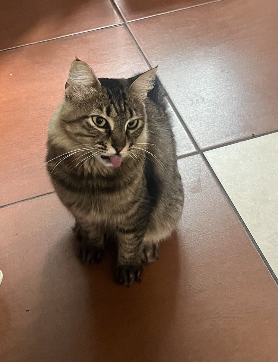 Bir bahçe bile bulamadınız dedi ve dil çıkarıyor hepimize