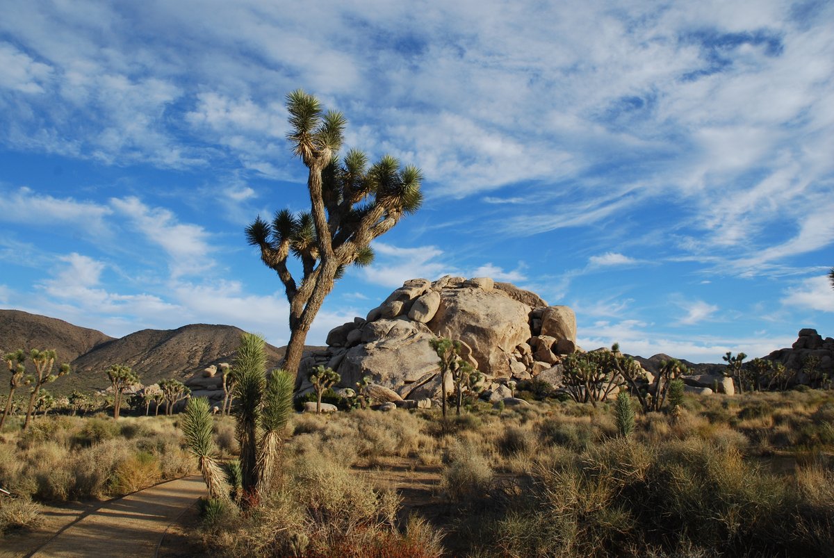 Visit 29 Palms (@visit29palms) on Twitter photo 🎉 Happy Birthday, National Park Service!
Since August 25, 1916,<a href="/NatlParkService/">National Park Service</a> has been protecting America’s most treasured landscapes and stories, including the incredible Joshua Tree National Park. Here’s to 109 years of adventure, preservation, and wonder! 🎉 Happy Birthday, National Park Service!
Since August 25, 1916,<a href="/NatlParkService/">National Park Service</a> has been protecting America’s most treasured landscapes and stories, including the incredible Joshua Tree National Park. Here’s to 109 years of adventure, preservation, and wonder!