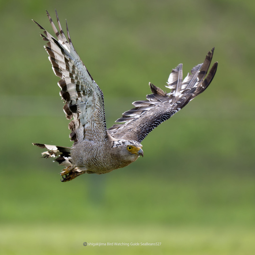美しい飛翔！！

カンムリワシ。